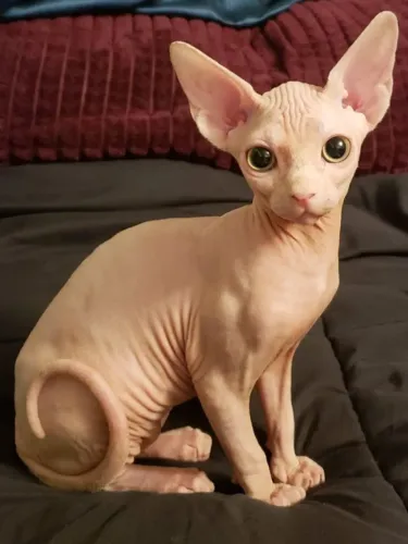Sphynx  Gatinhos á venda 