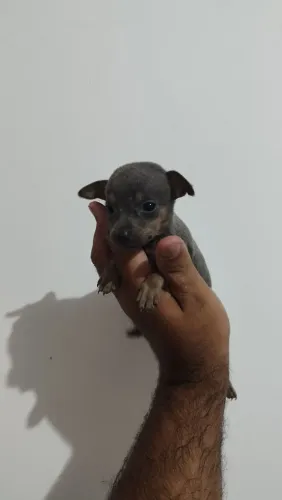 Pincher ZERO o menor da olx 