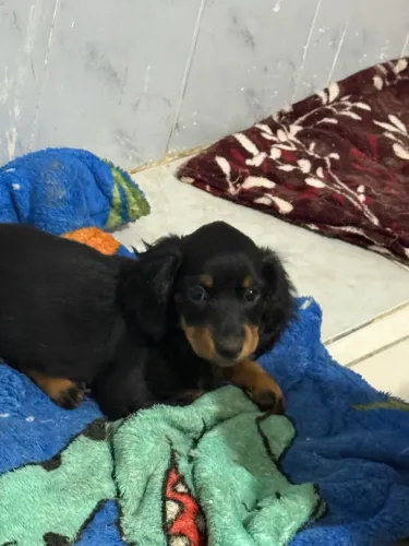 Dashchund pelo longo $1.800,00