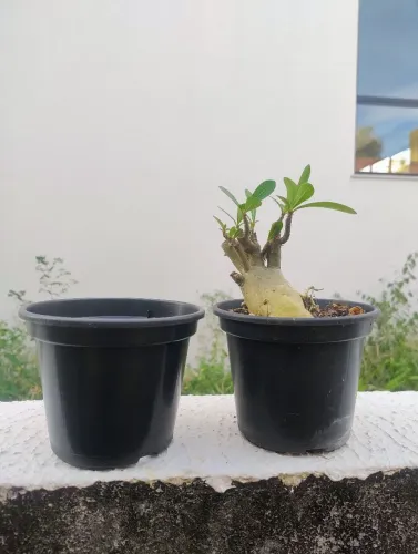 25 Vasos Plásticos para Plantas (pote 15)