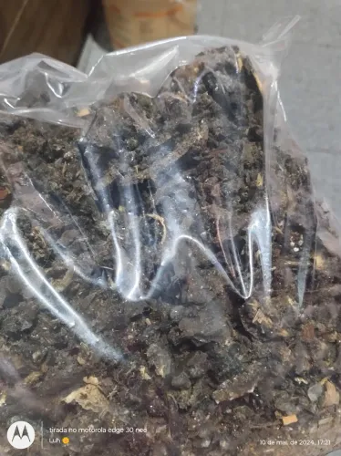 Própolis in natura