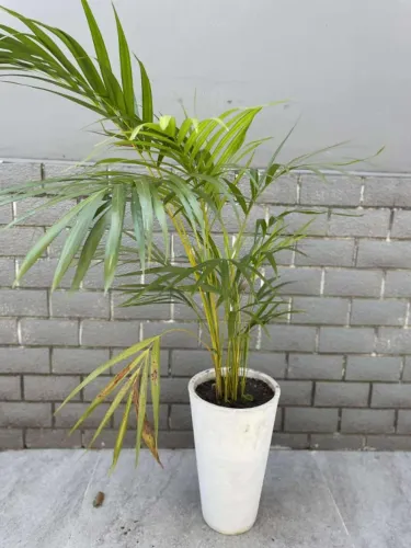 Vaso de planta banco com palmeira areca bambu 1,20 