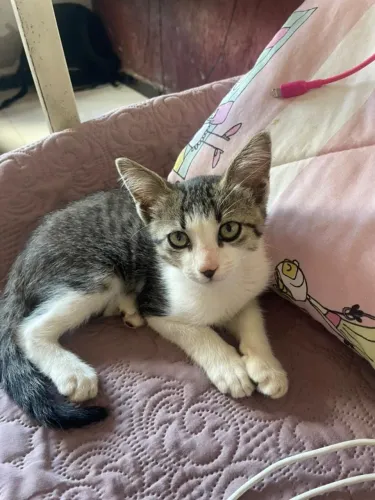 Gatinha para doação