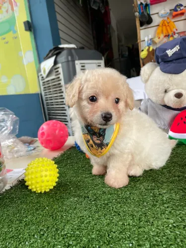 Poodle machinho toy $2.400,00
