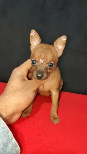Pinscher 0 com as orelhas em pé 