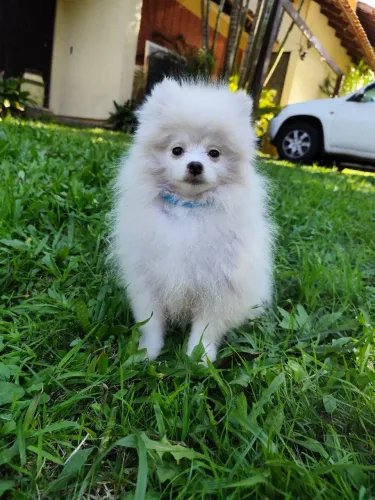 Lulu da Pomerânia Spitz Alemão branco