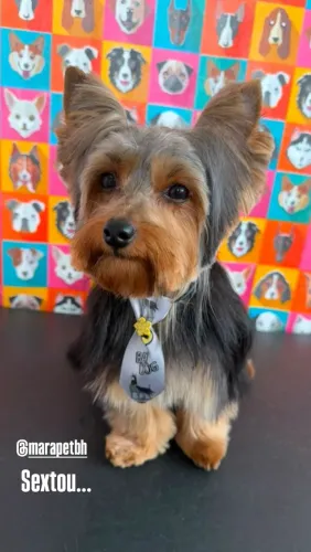 Yorkshire Terrier  puro 