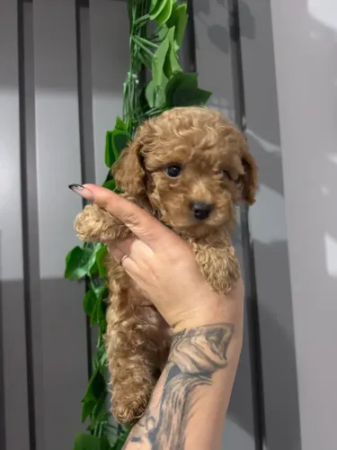 Poodle Toy lindos venha conferir os valores 