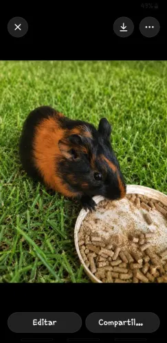 Porquinho da Índia 