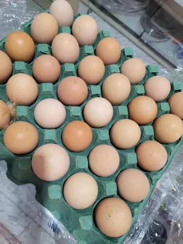 Ovos galado da raça Rhode island red caixa com 30 ovos