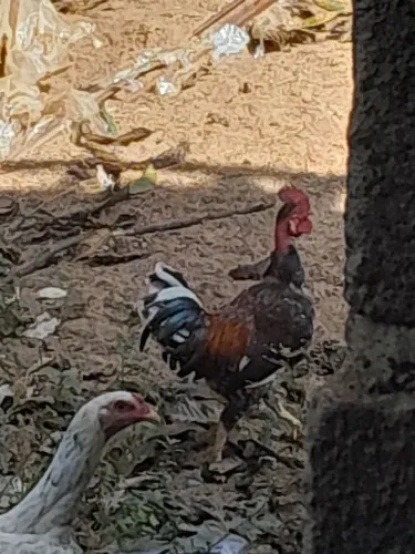 Galo Garnize pescoço pelado