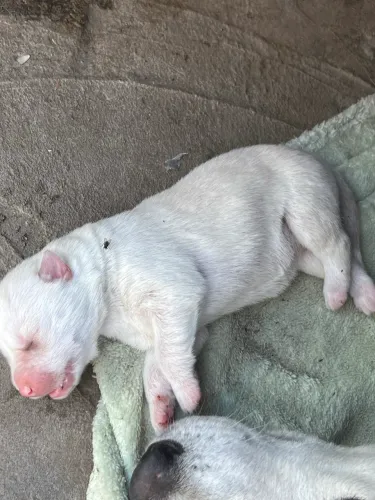 Filhotes de Husky Siberiano a venda. 