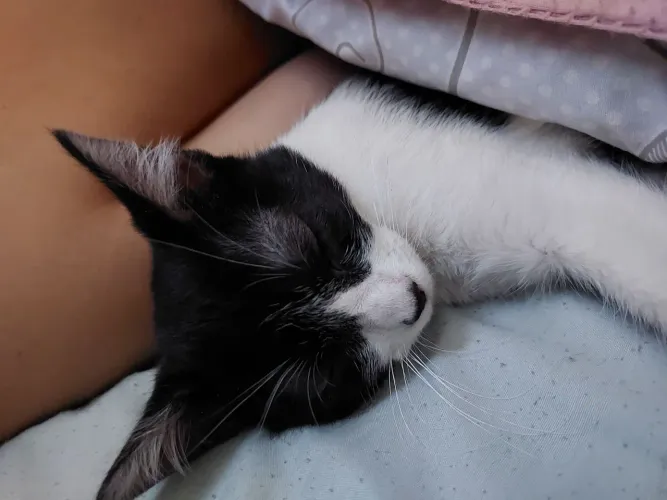 Doação de gatinha