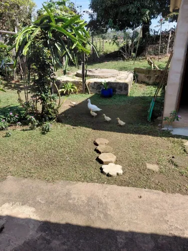 Pata com Patinhos