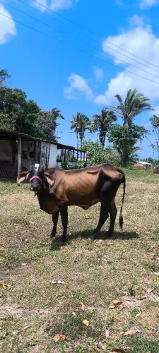 Vaca girolando 
