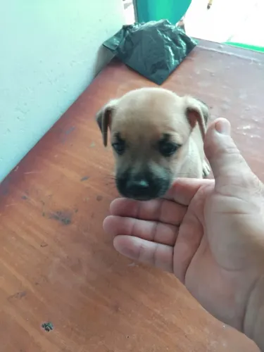 Doação de filhotes 
