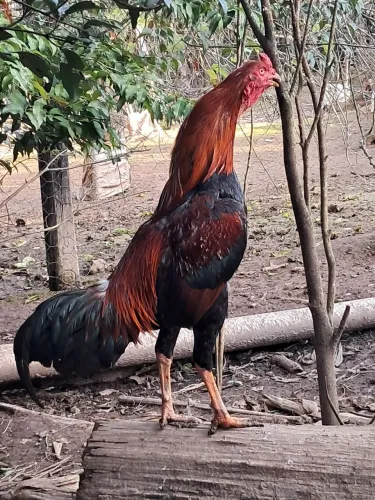 Galo Índio