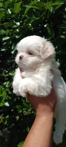 Shihtzu