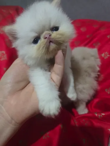 Gato persa original