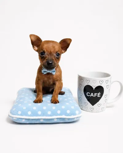 Filhotes lindos de Pinscher macho n0 caramelo lindo!