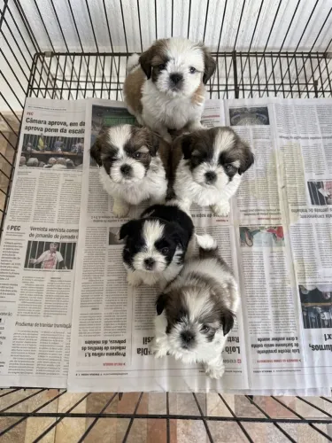 Lindos filhotes de shih tzu - macho 599$ e fêmea 999$ - parcelo no cartão 