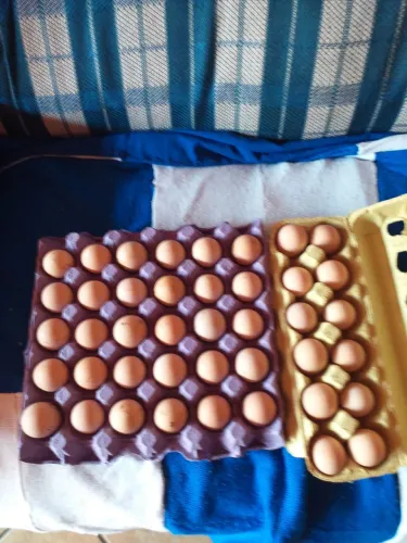 Ovos de Angola a venda