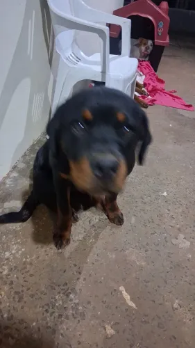 Vendo rottweiller 4 meses