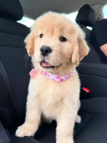 Neném golden retriever brincalhão com saúde em dia e contrato dócil