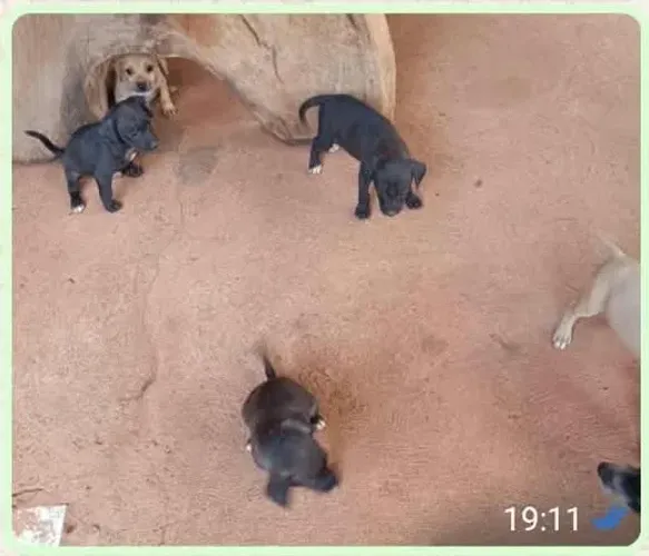 Cães para adoção