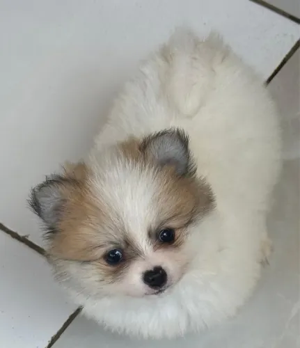 Spitz alemão