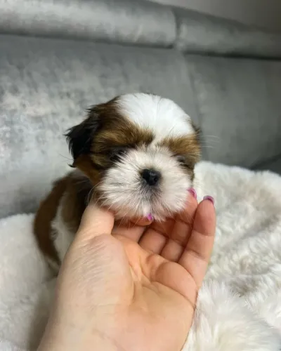 Shih Tzu Fofo, Saudável e Muito Carinhoso