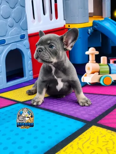 Bulldog Francês fêmea e macho 