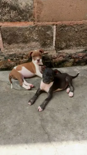 Filhotes de pitbull apbt 