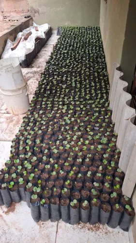 Mudas de Café Catuaí