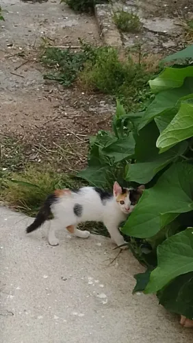 Doação De Filhotes De Gato 
