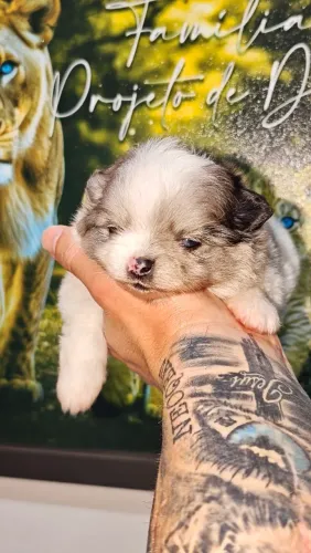 Lulu da Pomerânia