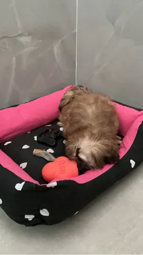 Filhote de Lhasa Apso