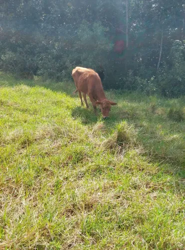 Vendo uma vaca prenha e uma novilha