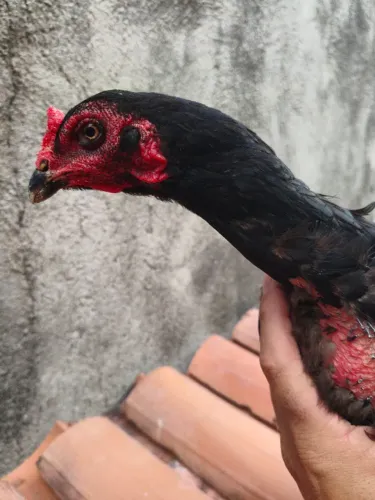 GALINHA SUMATRA FOGUINHO CABULOSA