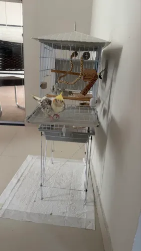 Vendo gaiola 