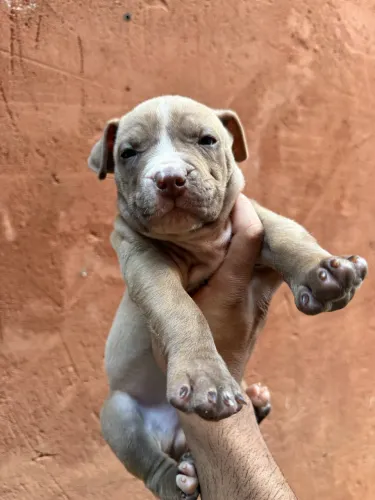 Filhote Pit Bull com América bully 