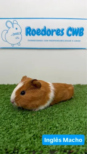 Porquinhos da índia (Roedores CWB)