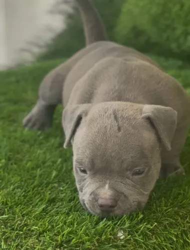American bully fêmea
