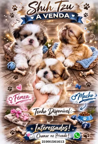 Vendo filhote de shih tzu