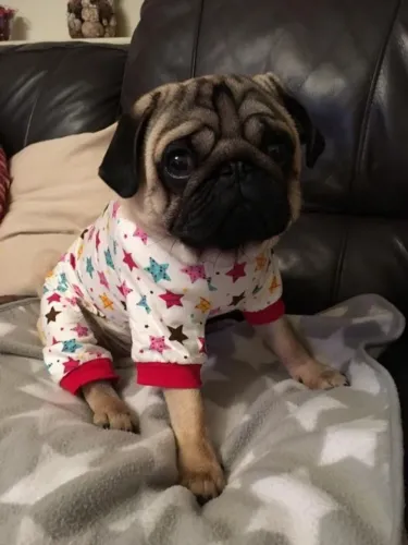 Pug Amor que cresce em cada encontro