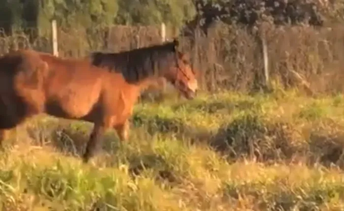 Égua mansa 