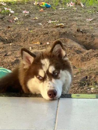 Husky Siberiano Fêmea Com Pedigree