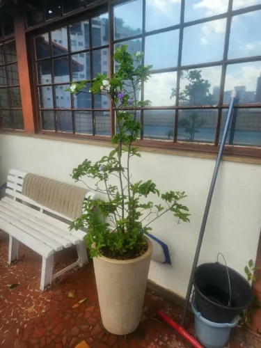 Vaso de Planta Manacá
