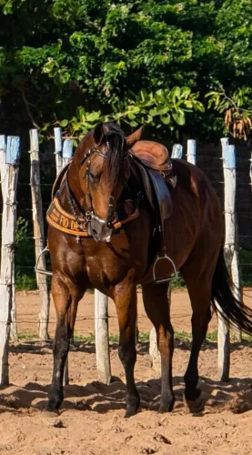 Cavalo de direita