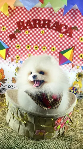 Padreador Spitz Alemão Anão linha Importada